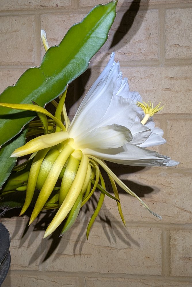 Day Flower